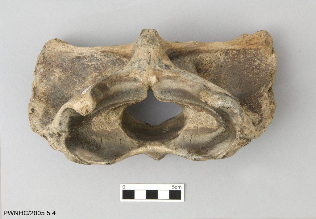 Steppe bison atlas vertebra.