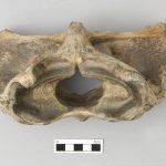 Steppe bison atlas vertebra.