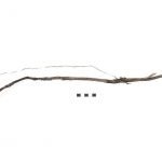1000-year-old ground squirrel snare