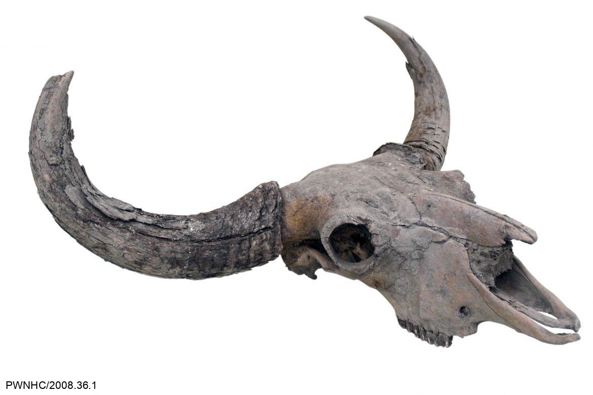 Image of steppe bison's large horns.