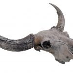 Image of steppe bison's large horns.