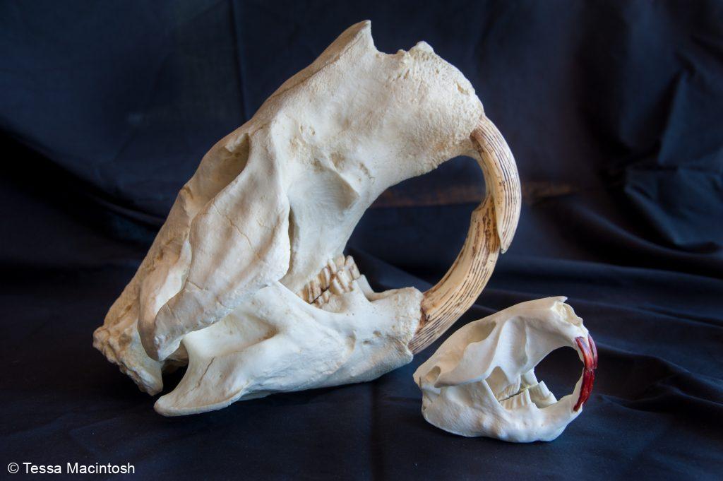 Beaver skull comparison photo