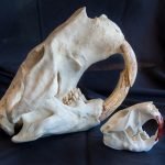 Beaver skull comparison photo