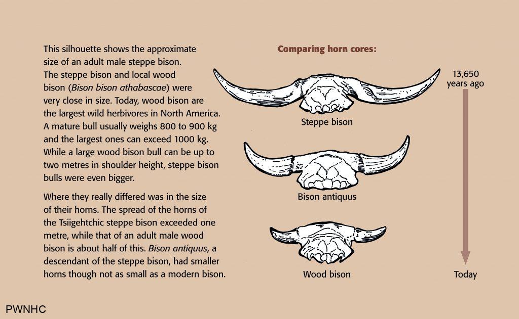 Comparison diagram of three horns.