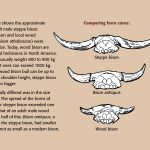 Comparison diagram of three horns.