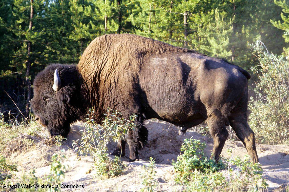 Bison des bois (Bison bison athabascae) dans le parc national Wood Buffalo.