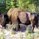 Bison des bois (Bison bison athabascae) dans le parc national Wood Buffalo.