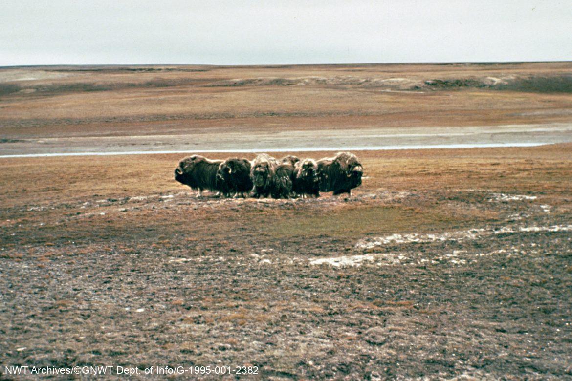 Un troupeau de bœufs musqués en position défensive.