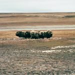 Un troupeau de bœufs musqués en position défensive.