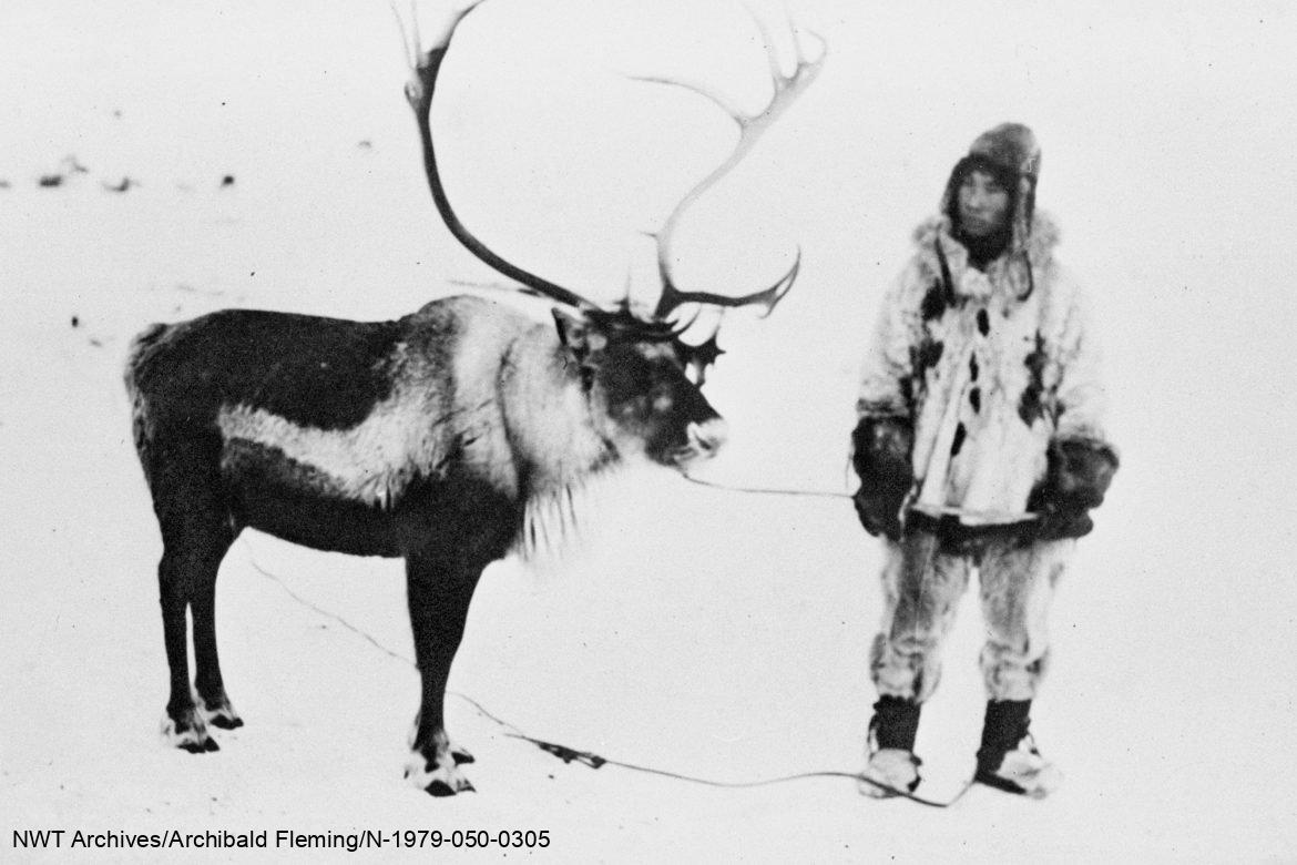 Un éleveur inuvialuit et ses rennes, 1935.