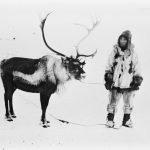 Un éleveur inuvialuit et ses rennes, 1935.