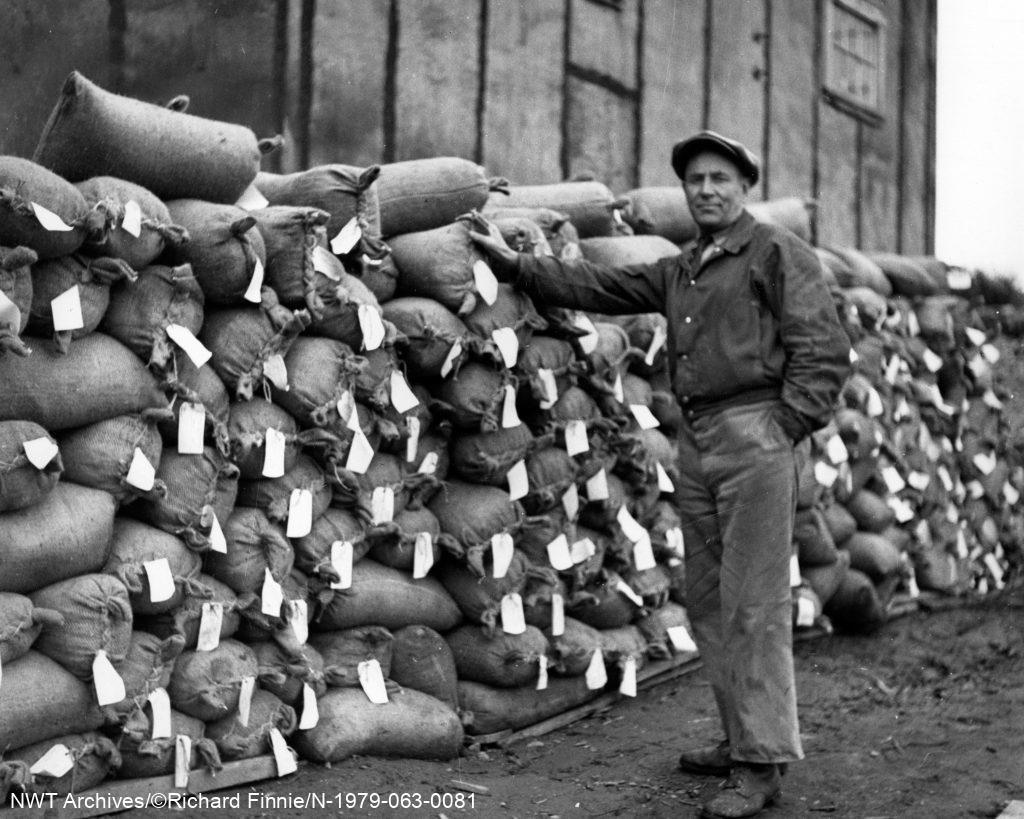 Sacs de concentré d’uraninite en attente d’expédition à Port Radium, Echo Bay, Grand lac de l’Ours, 1939. Ce sont les mêmes sacs que les Dénés transportaient pour la mine. 